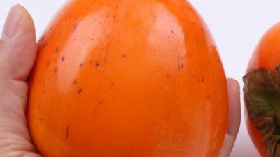 놓치면 후회! 상주단감 특가 & 솔직 후기🍊